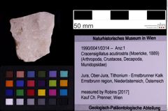 Foto (Objekt + Etiketten) von Cracensigillatus acutirostris (Moericke, 1889) (NHMW-GEO-1990-0041-0314)